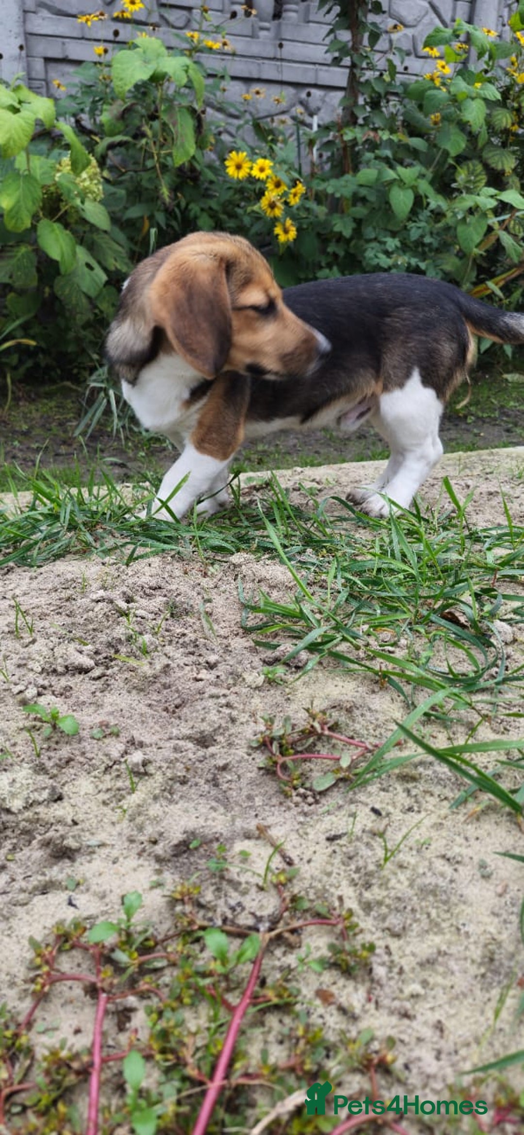 Beagle dogs for adoption: 💙🐶 ELVIS 🐶💙 - Image 14