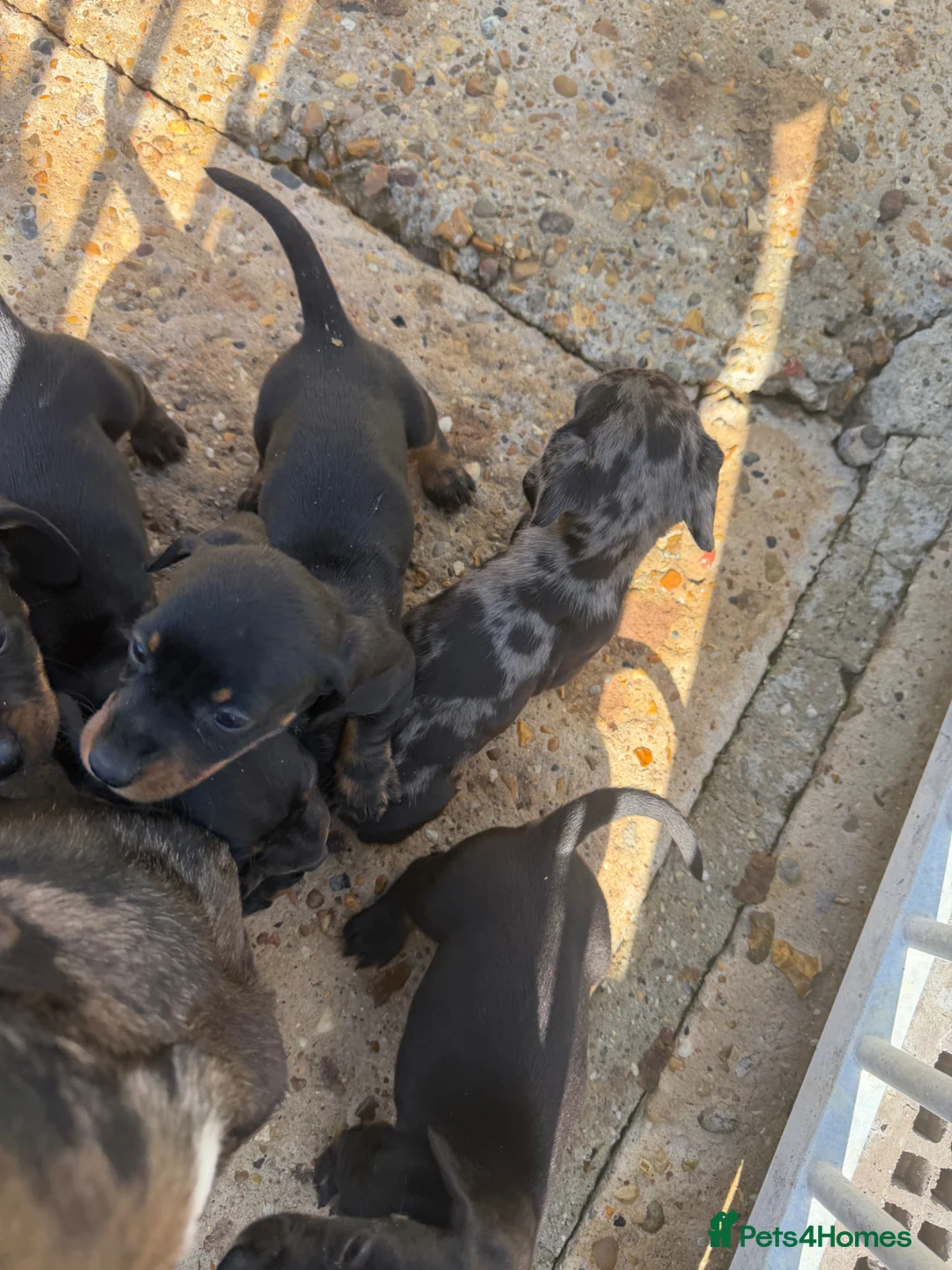 Dachshund dogs for sale: Datchound puppies  - Advert 4