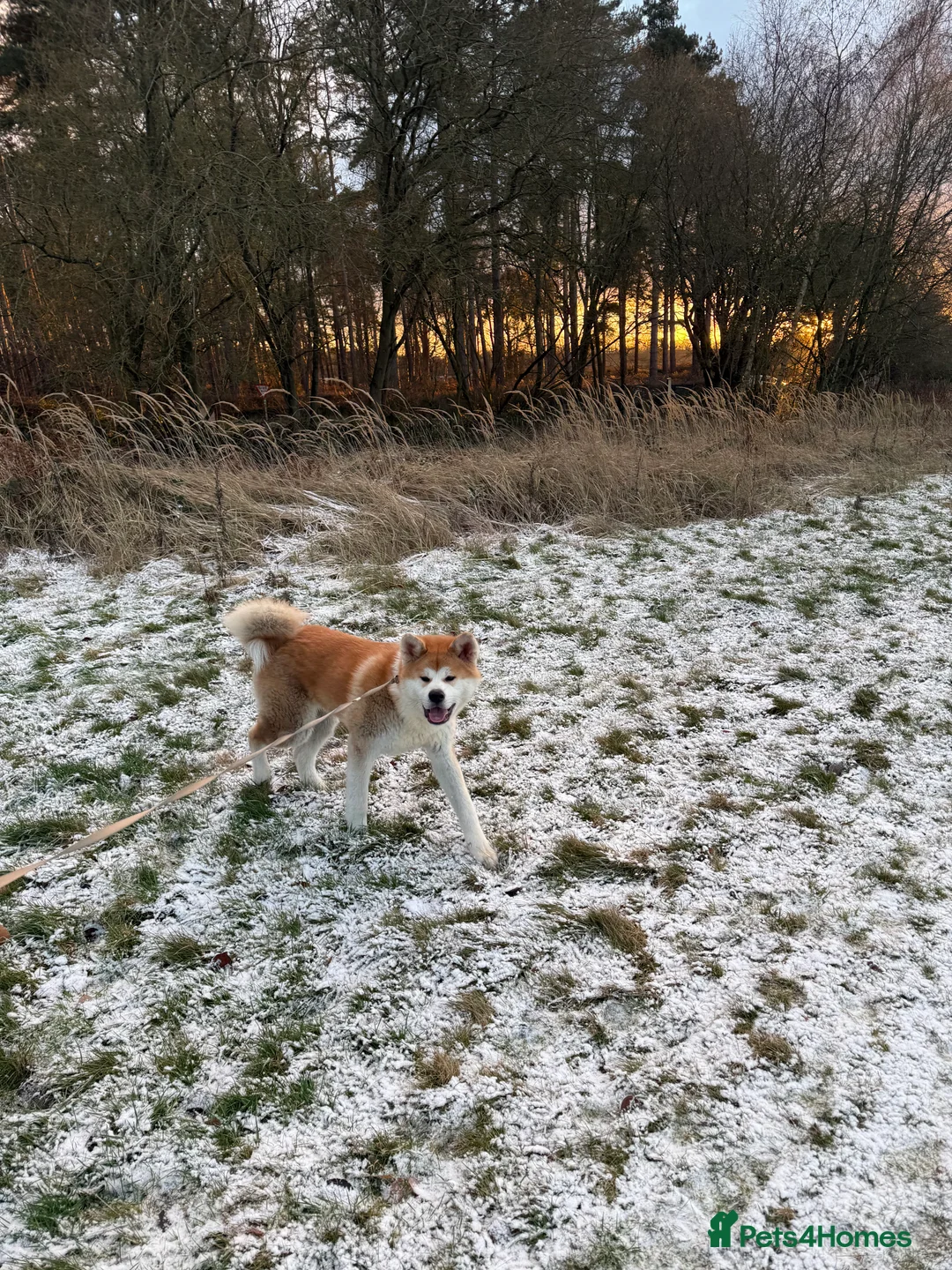 Japanese Akita Inu dogs for sale: KC registered Japanese Akita  in Bedford - Advert 7