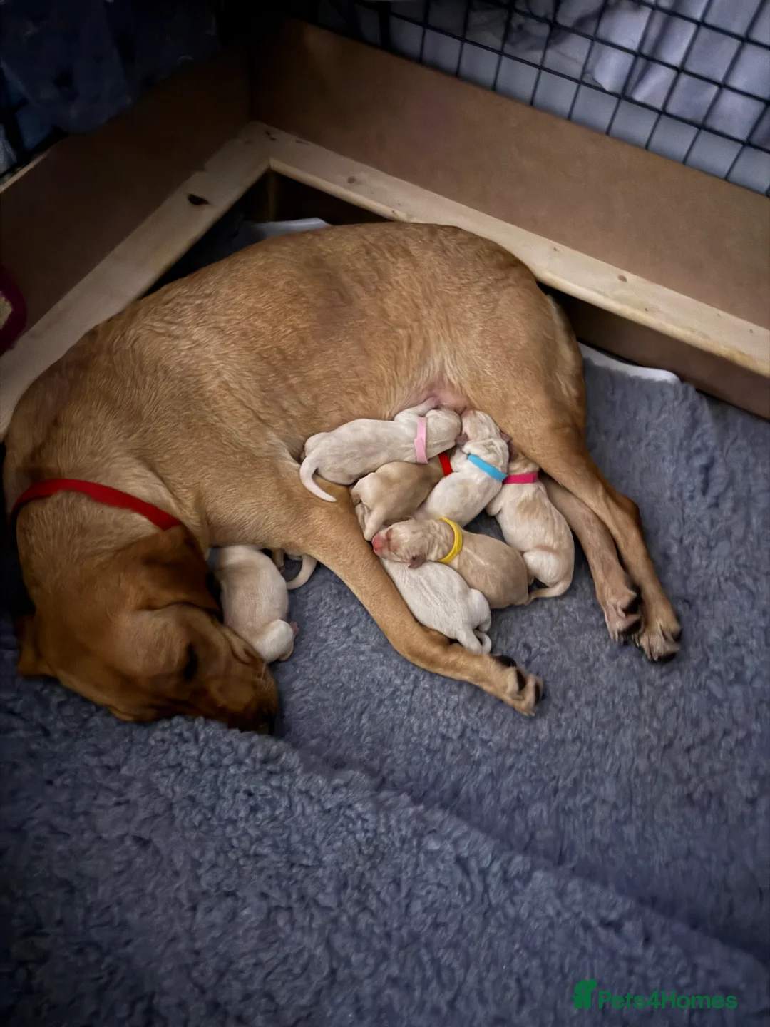 Labrador Retriever dogs for sale: KC REGISTERED LABS fox red and cream  - Advert 11