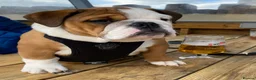 English Bulldog dogs for stud: Full Breed Bulldog for stud - Advert 11