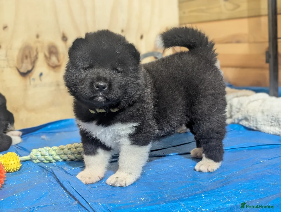 Akita dogs for sale: European Champions Bloodline American Akita's  - Advert 17