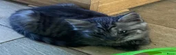 Mixed Breed cats for sale: Beautiful fluffy kittens available  - Advert 13