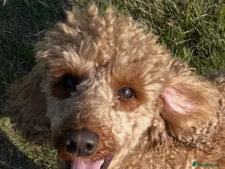 Miniature Poodle dogs Miniature poodle (stud only) DNA tested - Advert 7