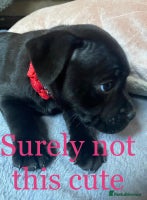 Staffordshire Bull Terrier dogs Stunning last available puppy Staffordshire - Advert 4