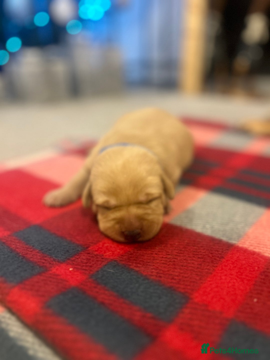 Labrador Retriever dogs for sale: Labrador puppies for sale  - Advert 17