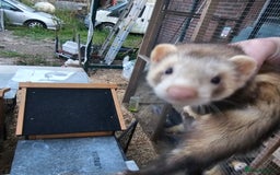 Ferret rodents for sale: 4 hobs kits from working stock for sale - Image 6