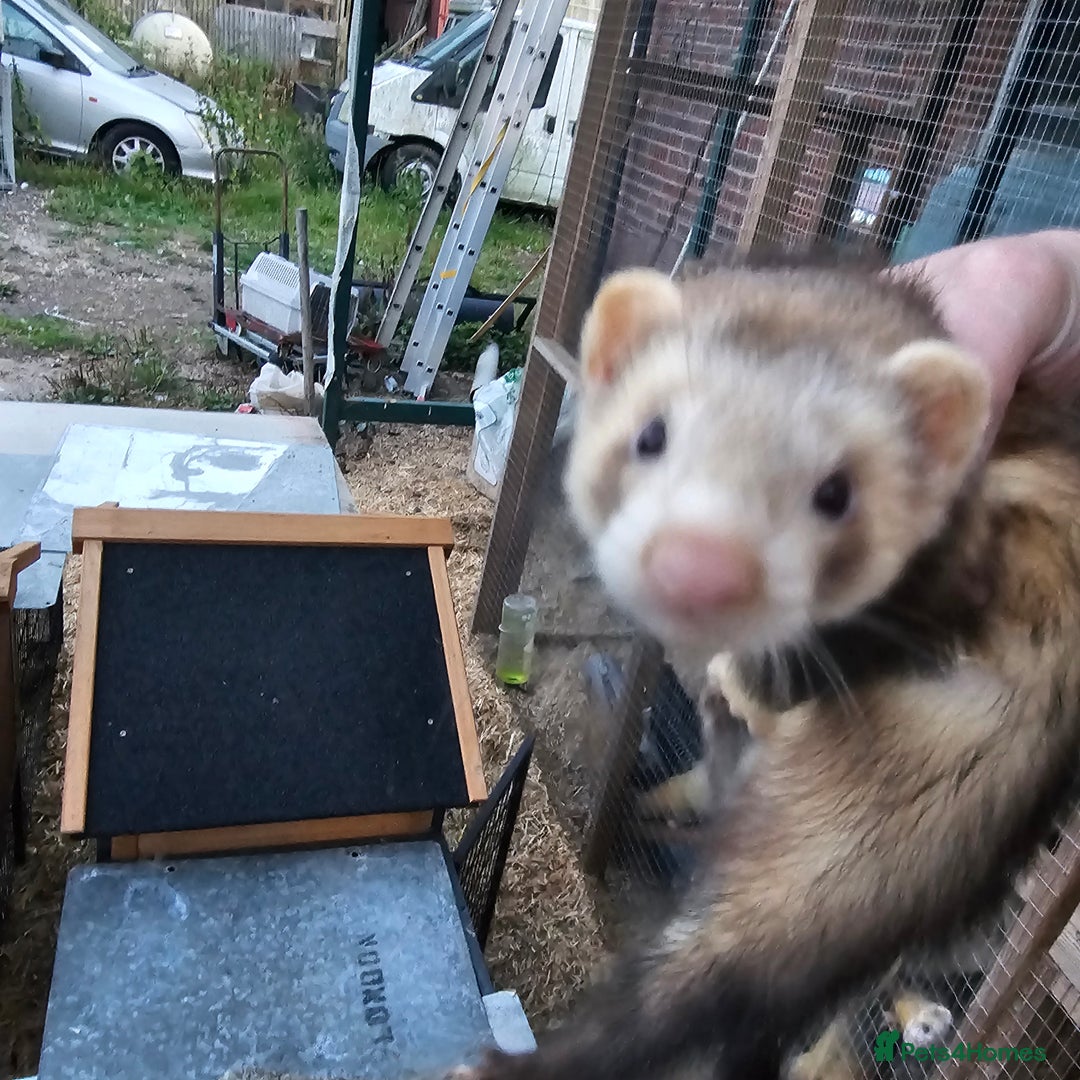 Ferret rodents for sale: 4 hobs kits from working stock for sale - Image 6