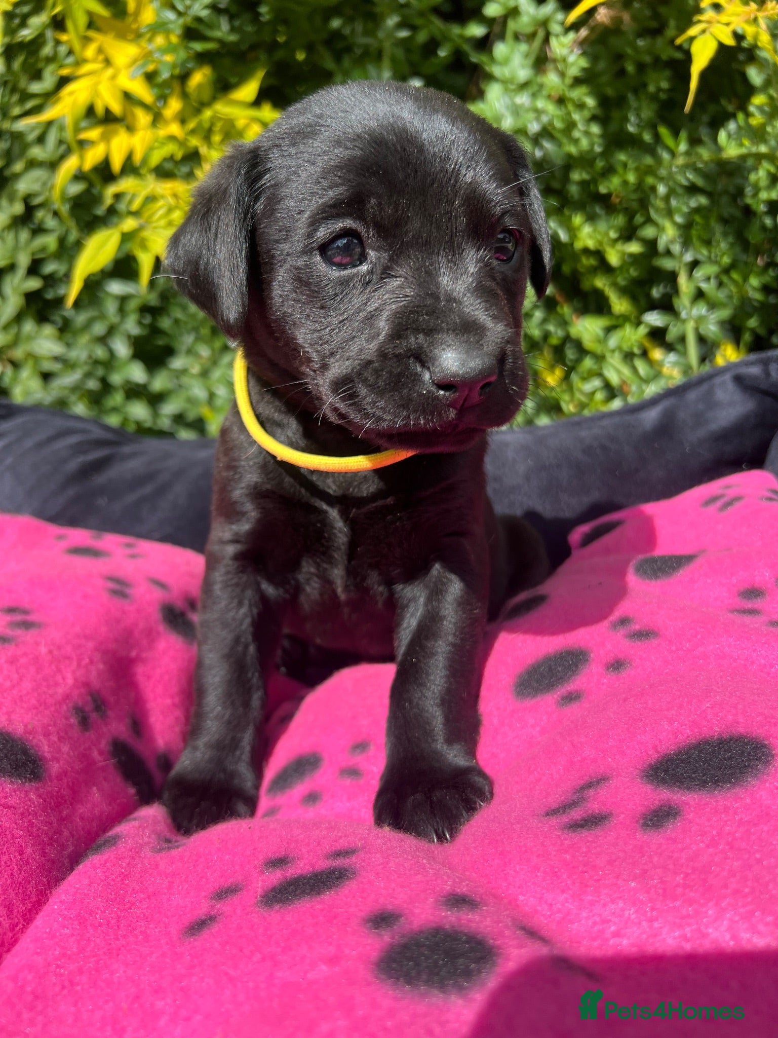 Labrador Retriever dogs Exquisite KC FTCH Labrador Puppies - Advert 2