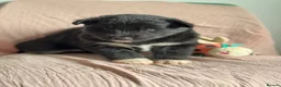 Utonagan dogs for sale: 🐾 Crufts Line Husky x Malamute - Health tested 🐾 - Advert 14
