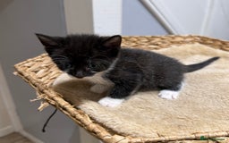 Mixed Breed cats for sale: Beautiful kittens for sale - Image 2