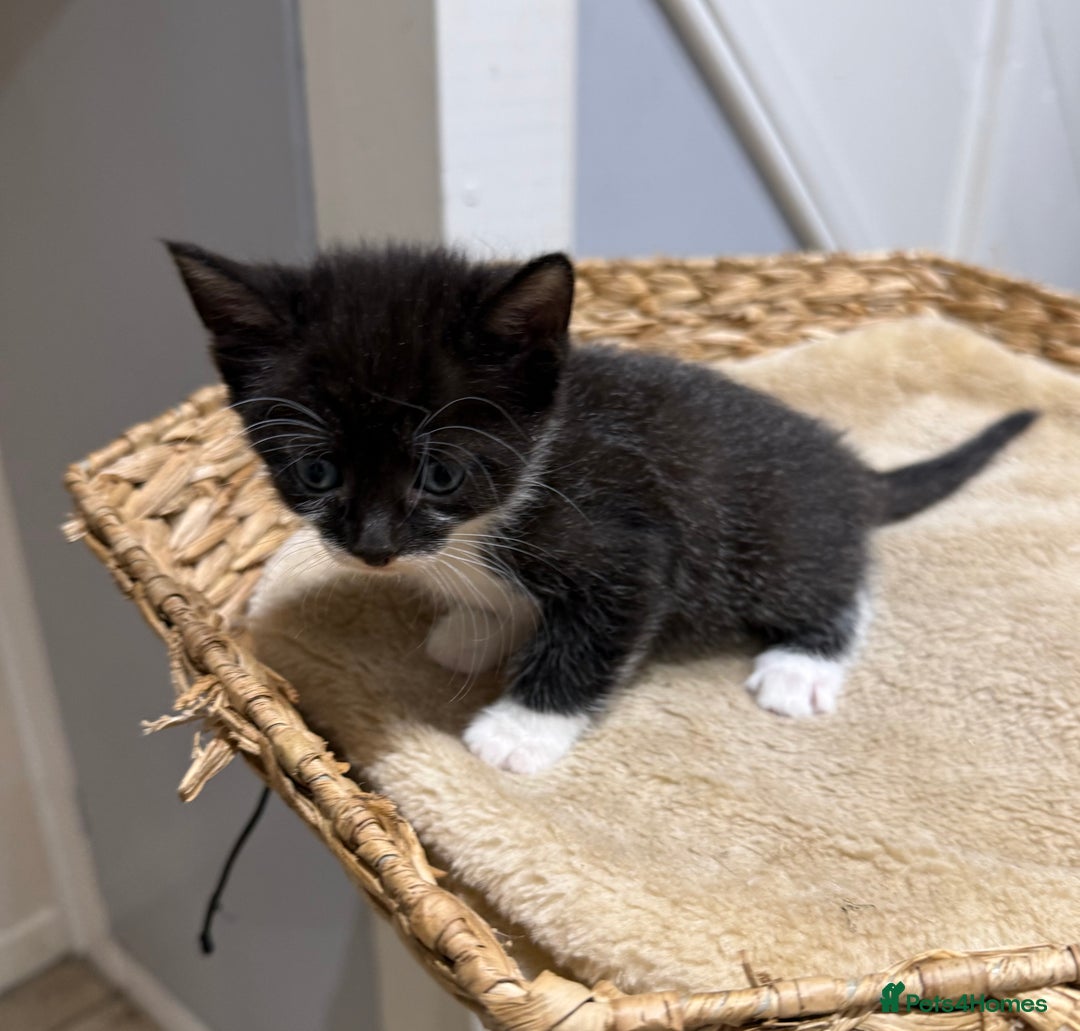 Mixed Breed cats for sale: Beautiful kittens for sale - Image 2