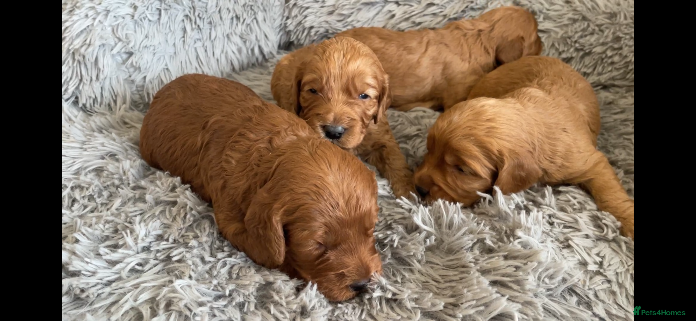 Cockapoo dogs 5⭐️ Red F1 cockapoo pups. Clear genetics - Advert 4