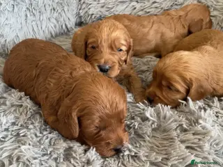 Cockapoo dogs 5⭐️ Red F1 cockapoo pups. Clear genetics - Advert 4