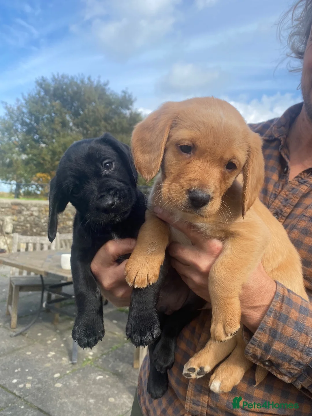 Cockerdor dogs for sale: Cockador Puppies  - Advert 1