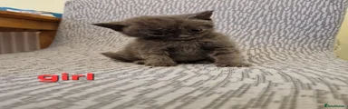 British Shorthair 5