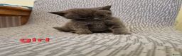 British Shorthair cats for sale: British shorthair kittens ready to leave in Crewe - Advert 2