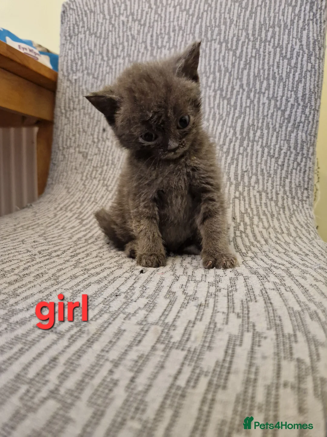 British Shorthair cats for sale: British shorthair kittens ready to leave in Crewe - Advert 2