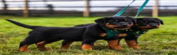 Rottweiler dogs for sale: Rottweiler Puppies - Advert 13