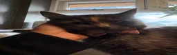 Mixed Breed cats for sale: Litter of beautiful kittens  - Advert 11