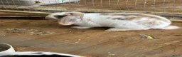 English Lop rabbits for sale: 1 male Lop eared rabbits ready now!  - Advert 2