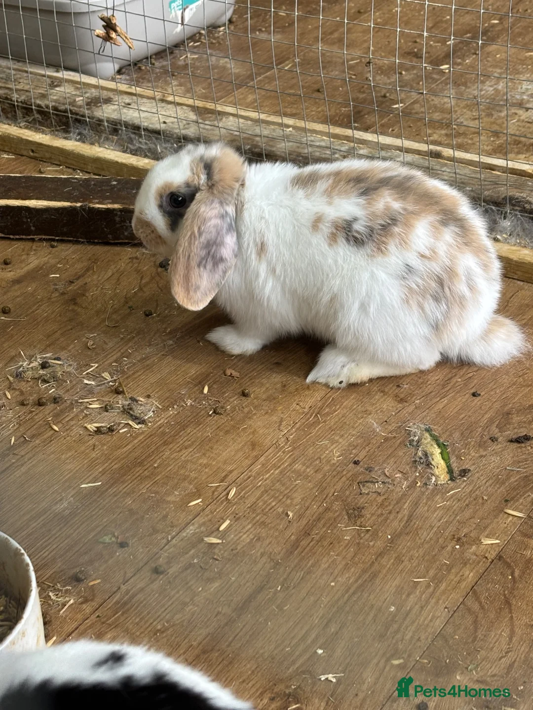 English Lop rabbits for sale: 1 male Lop eared rabbits ready now!  - Advert 2