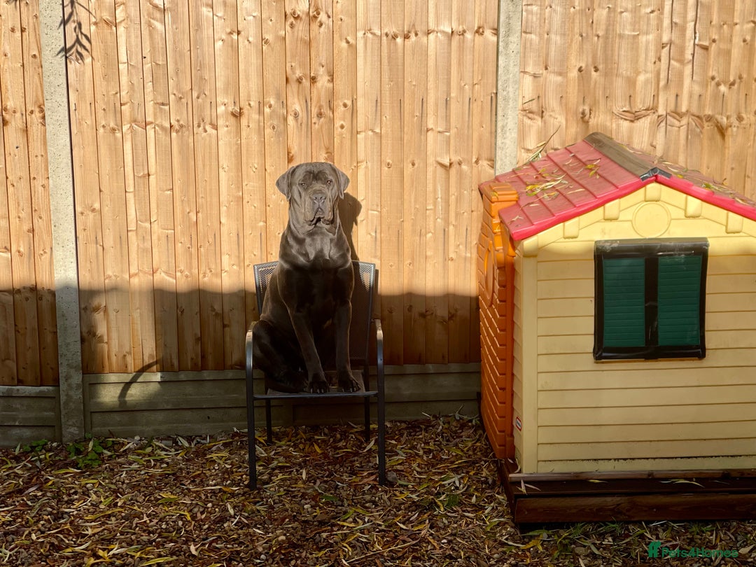 Cane Corso dogs for sale: Urgent! Stunning boy looking for a new home! - Image 10