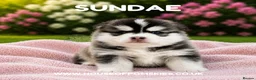 Pomsky dogs for sale: F4 Pomsky Puppies  - Advert 33