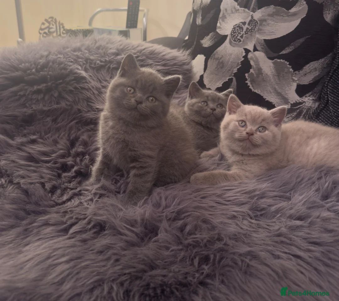 British Shorthair cats for sale: 3 adorable British Shorthair kittens😻 - Advert 11
