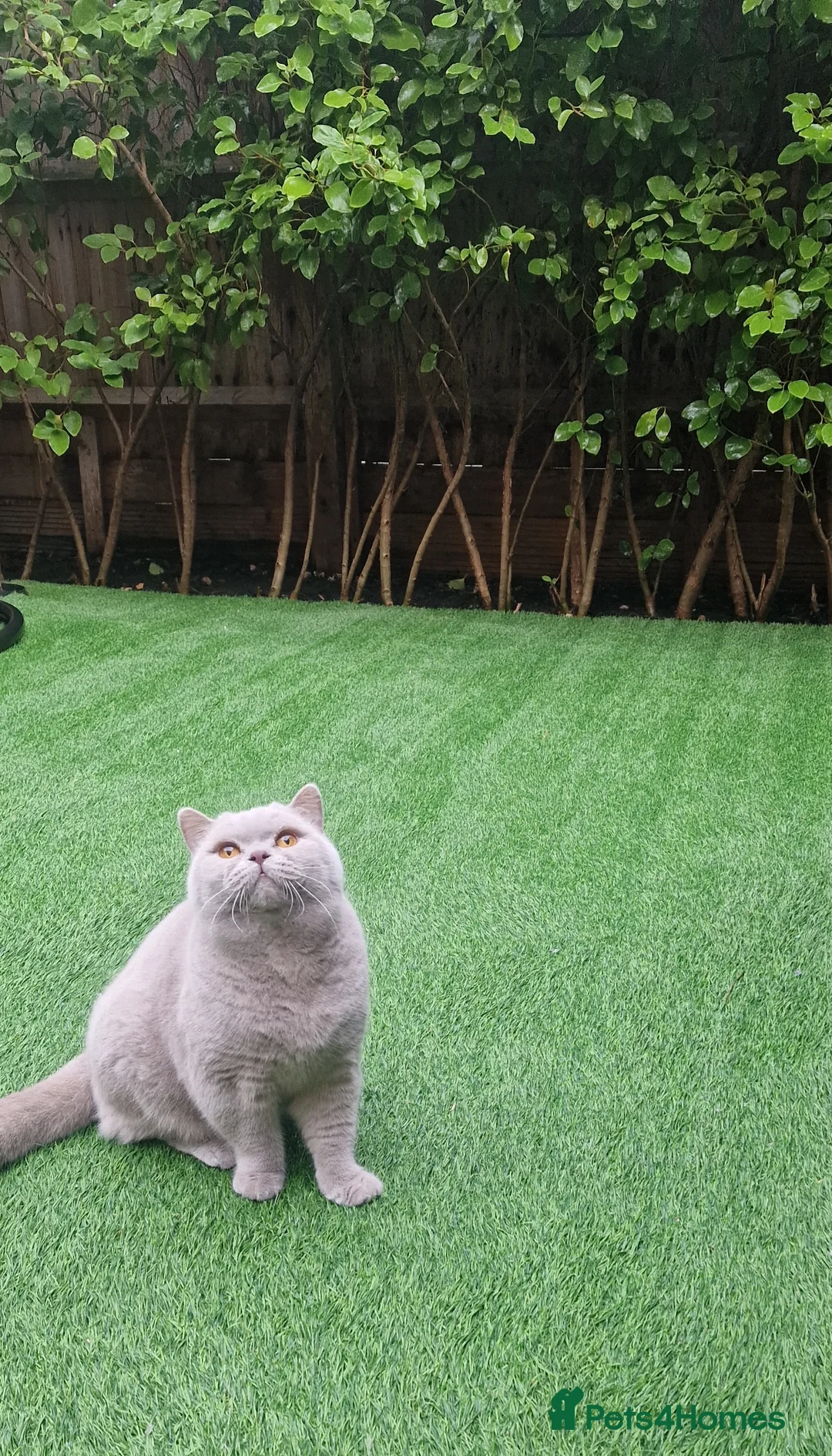British Shorthair cats for stud: 🌟Exclusive Import ⭐World-Class Type🌟 - Advert 25