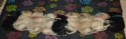 Labrador Retriever dogs for sale: Beautiful labrador puppies  - Advert 1