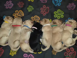 Labrador Retriever dogs *Ready to leave* Beautiful labrador puppies - Advert 3