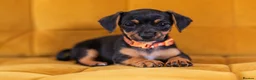 Jackshund dogs for sale: Daxijax/Jackshund/Dachshund/Jack - READY TO GO - Advert 30