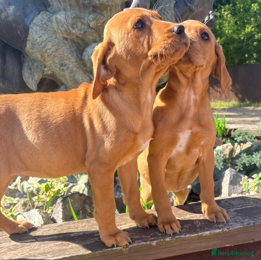Labrador Retriever dogs for sale: Fox red Labrador  in Chichester - Advert 2