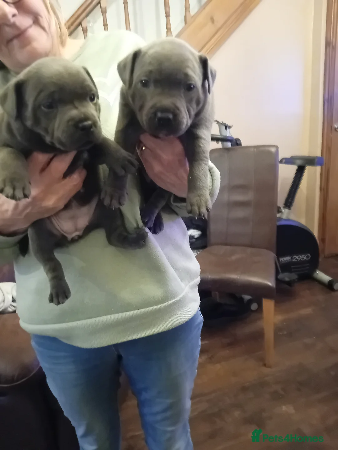 Staffordshire Bull Terrier dogs for sale: KC reg blue Staffordshire bull terrior  - Advert 1