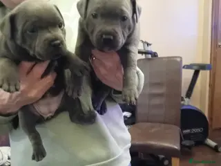 Staffordshire Bull Terrier dogs KC reg blue Staffordshire bull terrior - Advert 1