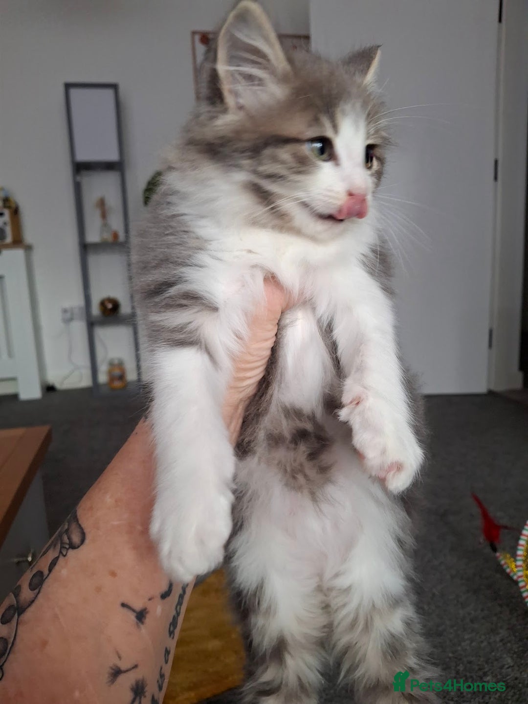 Maine Coon cats for sale: Beautiful Grey/White Part Maine Coon Kitten - Image 5