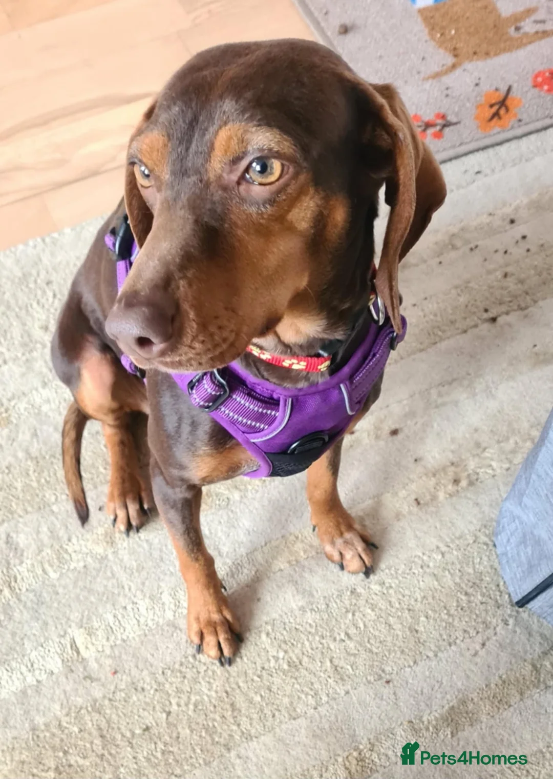 Mixed Breed dogs for adoption: Sienna is looking for her forever family  - Advert 7