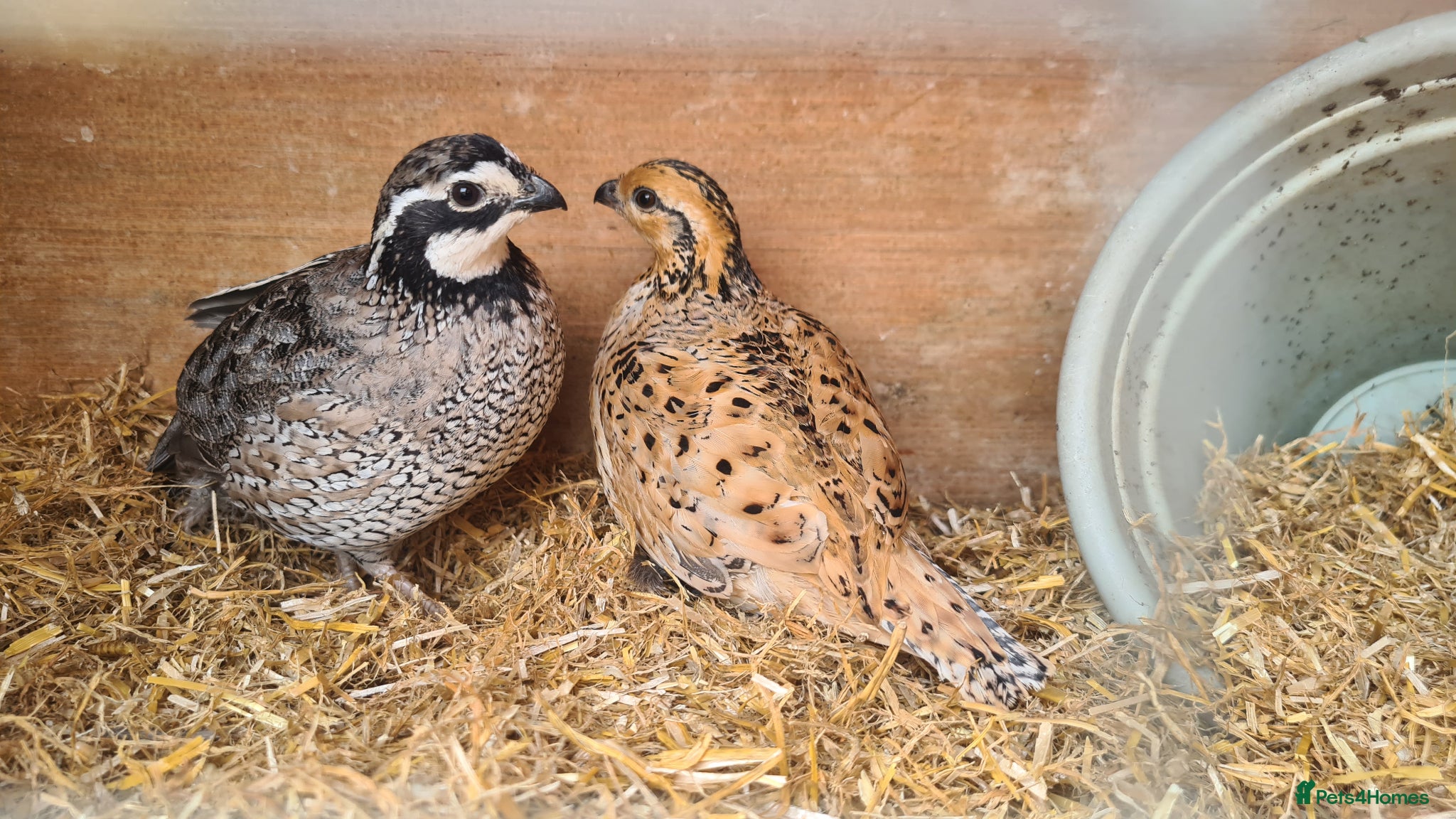 Quail poultry Bobwhite quail hatching eggs - Advert 1