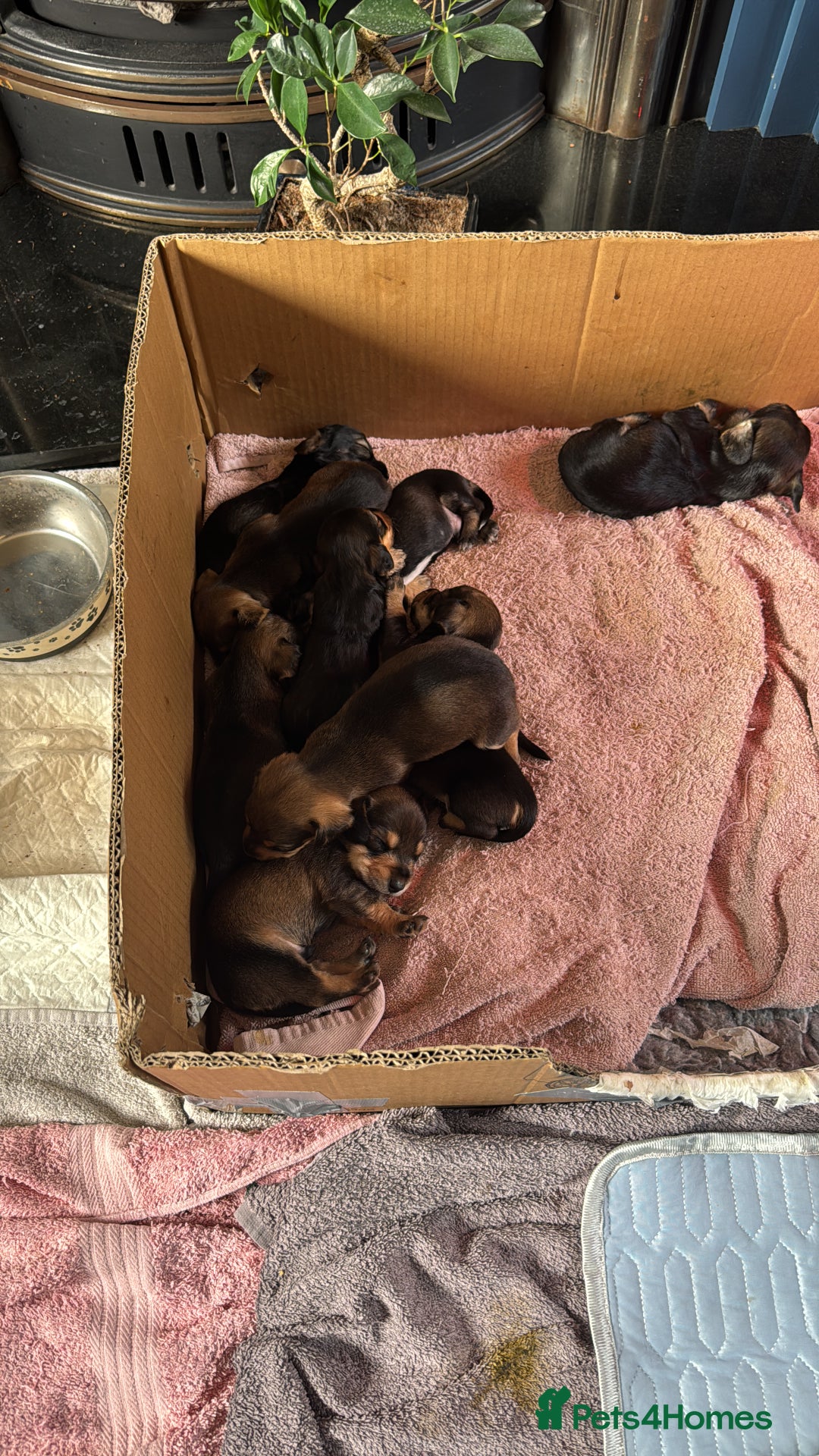 Dachshund dogs for sale: 🐾 Beautiful Dachshund Puppies - Image 8
