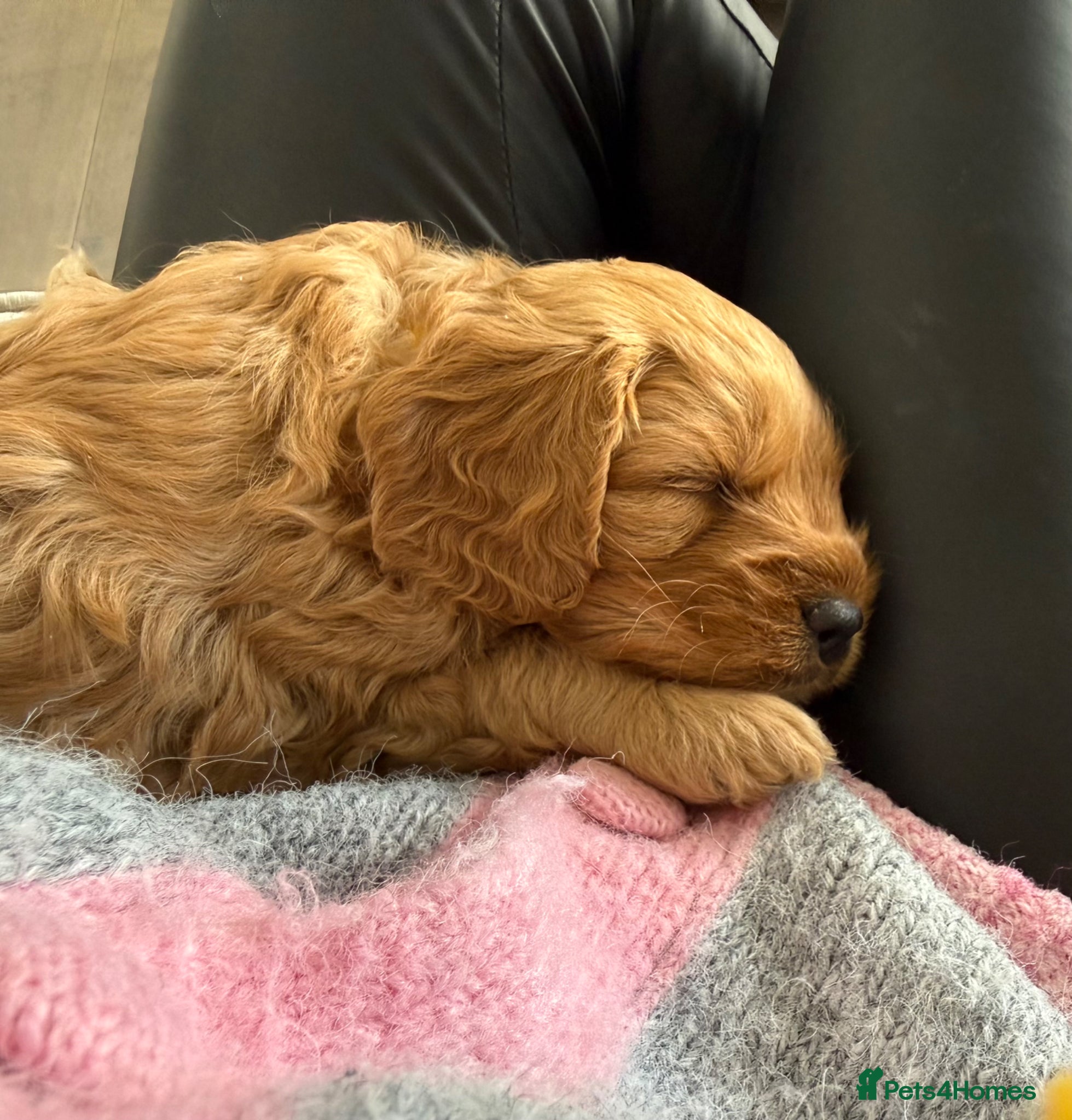 Cavapoo dogs Beautiful F1b Toy Cavapoos parents health checked  - Advert 7