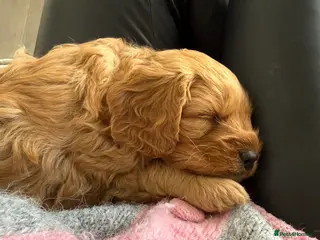 Cavapoo dogs Beautiful F1b Toy Cavapoos parents health checked - Advert 7