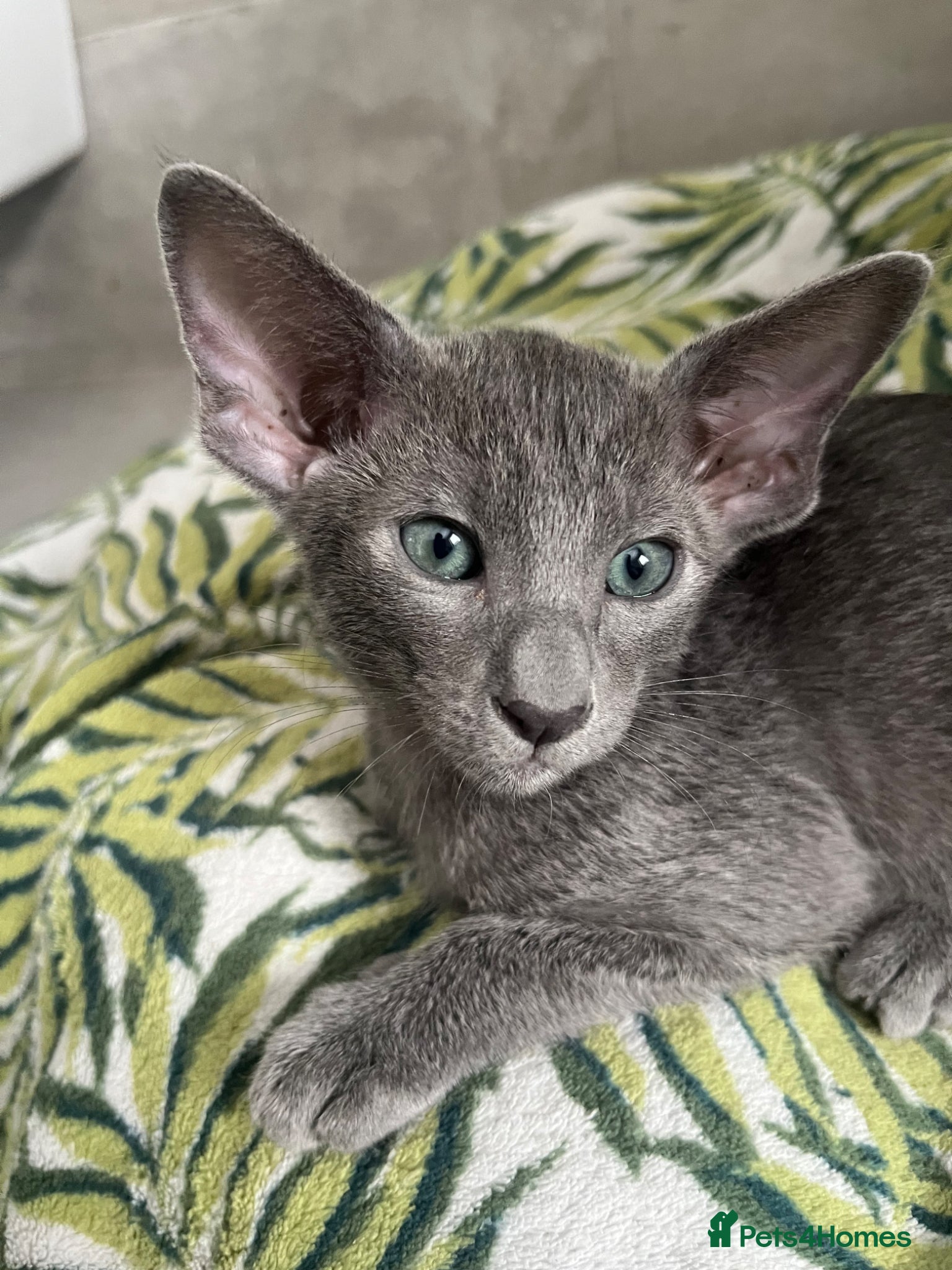 Oriental cats for sale: Supreme pedigree GCCF registered oriental kittens - Advert 7
