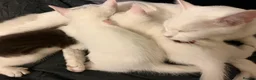 Mixed Breed cats for sale: Kittens - Advert 1