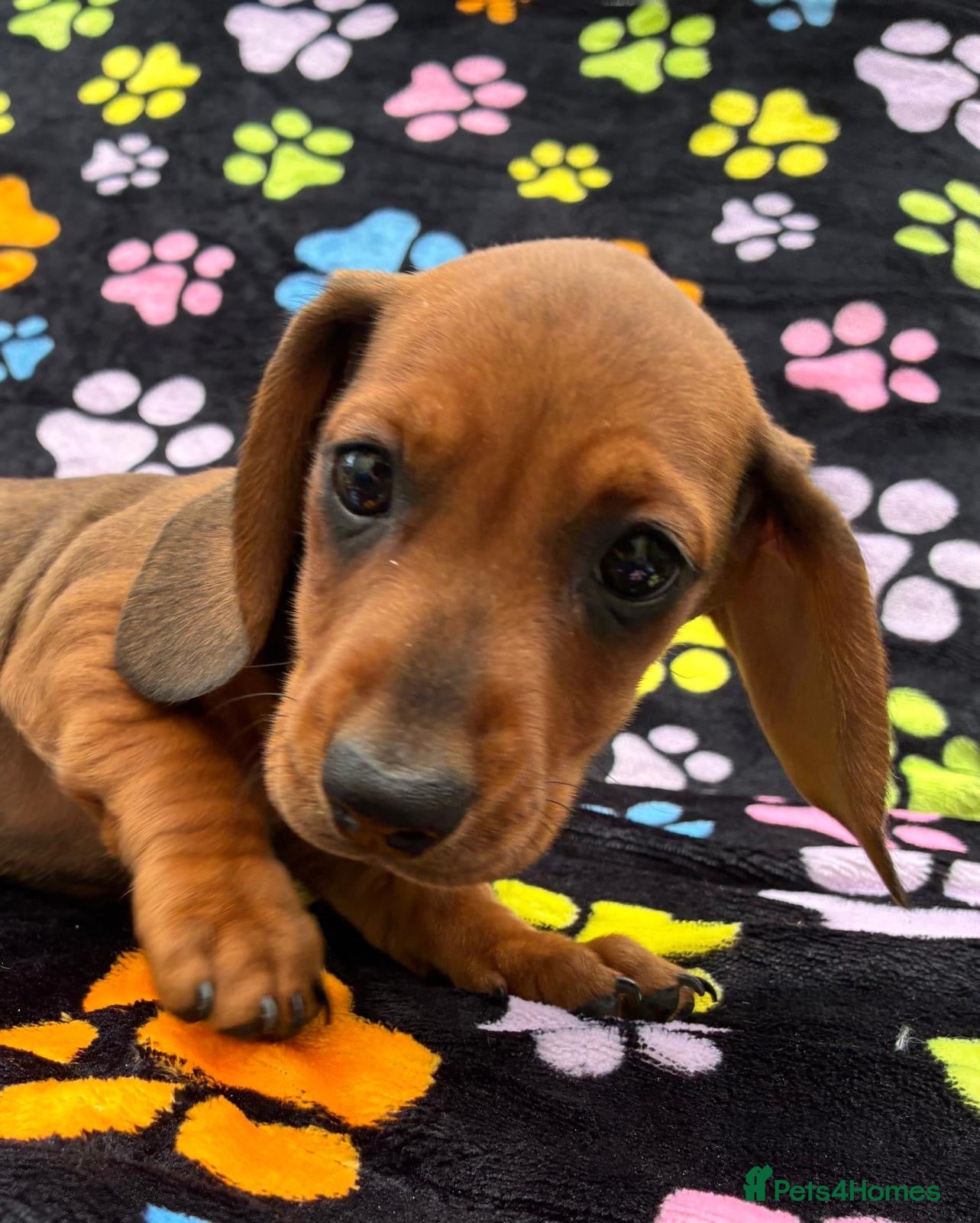 Dachshund dogs Only 1 Boy gorgeous boy pup left  - Advert 15