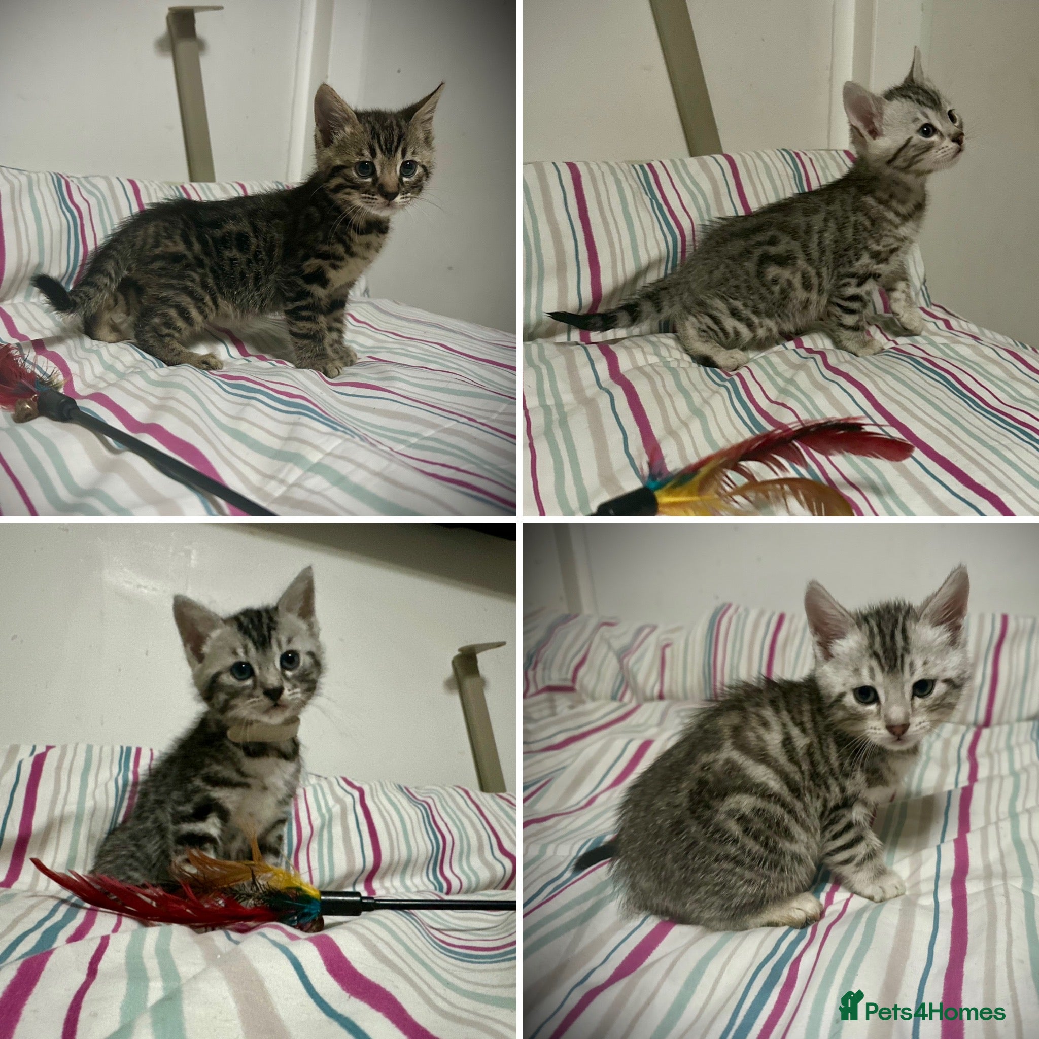 Bengal cats ✨ Bengal Kittens – Pet Homes (TICA Registerable) - Advert 17