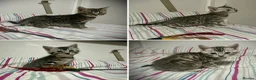 Bengal cats for sale: ✨ Bengal Kittens – Pet Homes (TICA Registerable) - Advert 2