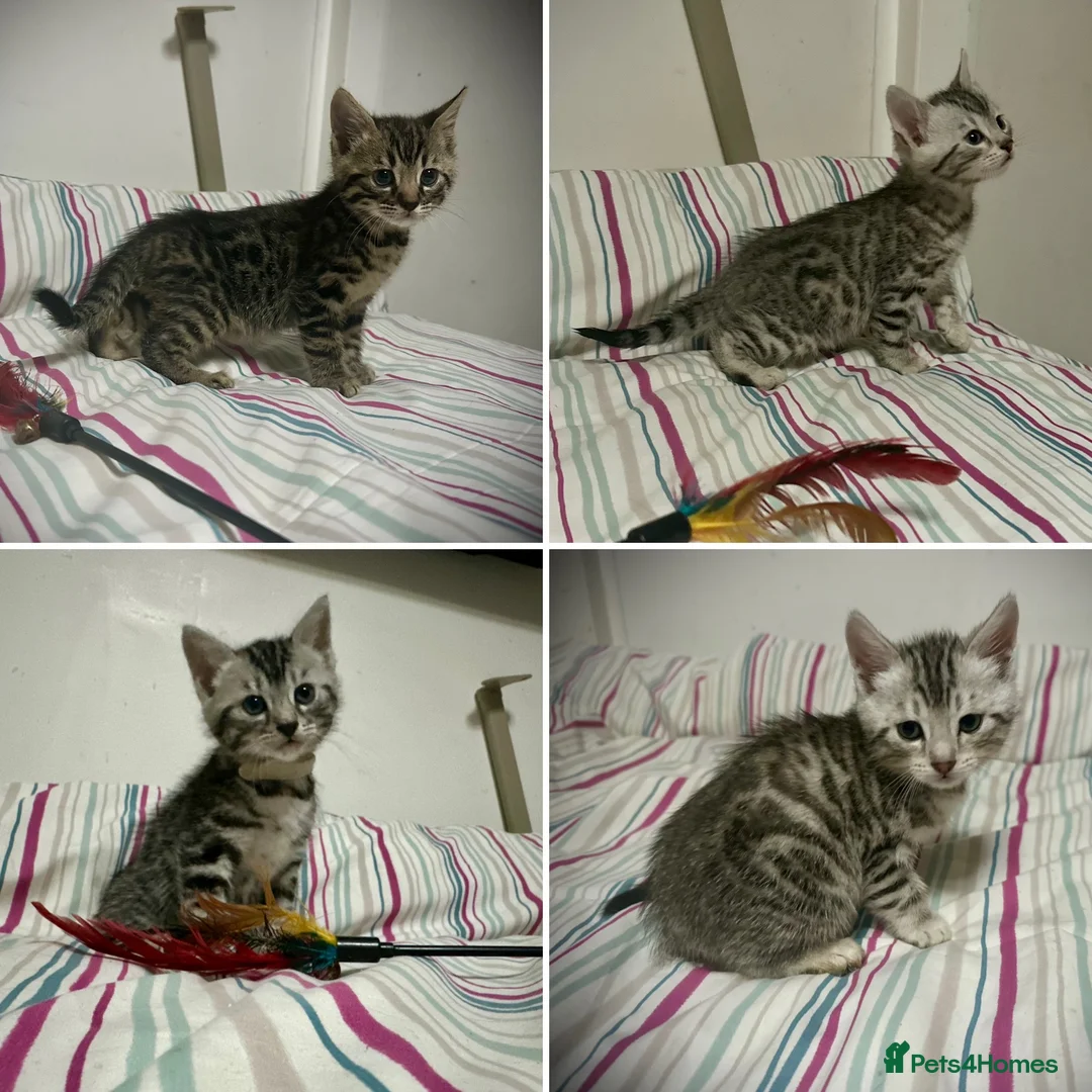 Bengal cats for sale: ✨ Bengal Kittens – Pet Homes (TICA Registerable) - Advert 2