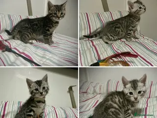 Bengal cats ✨ Bengal Kittens – Pet Homes (TICA Registerable) - Advert 17
