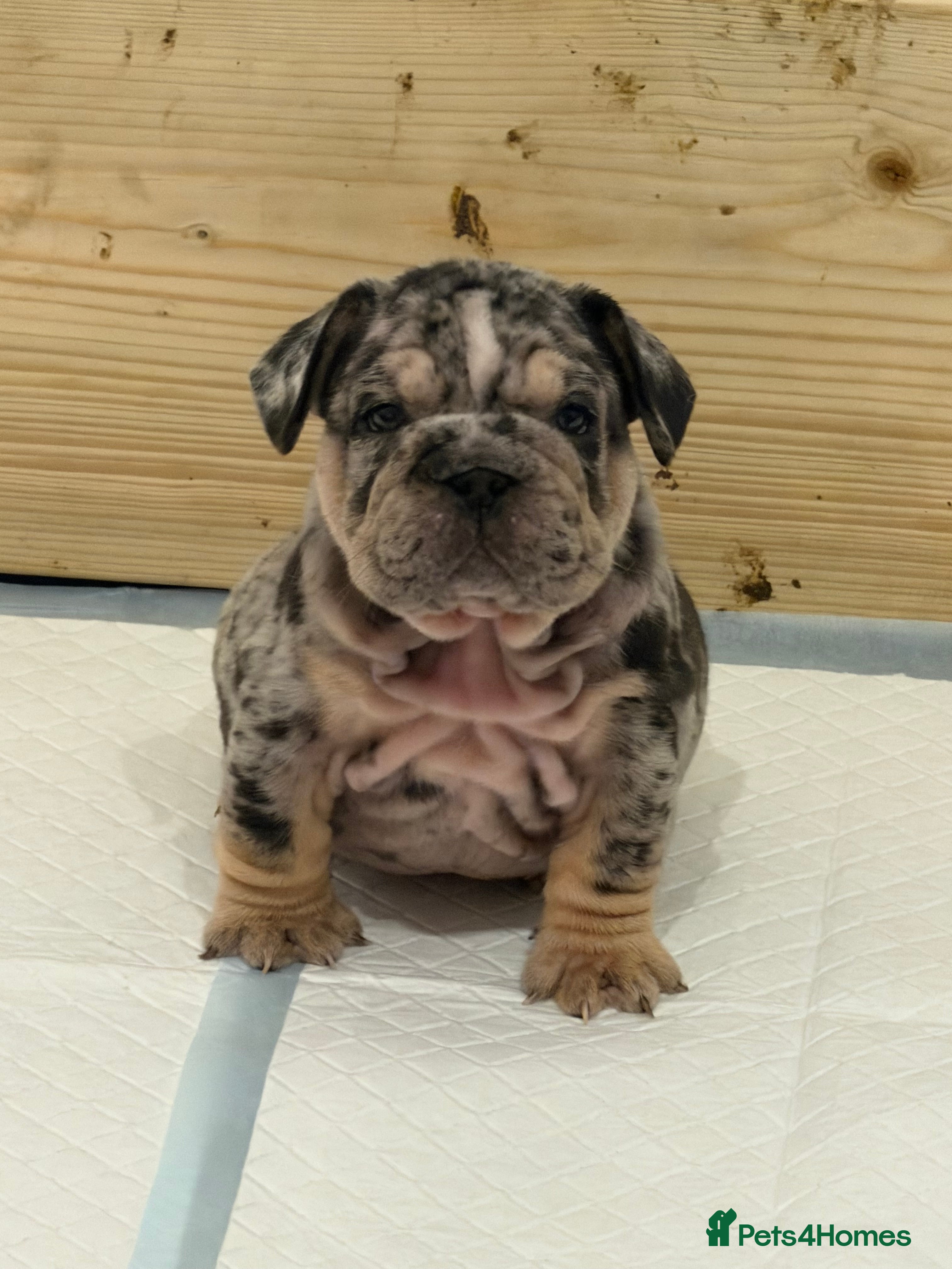 English Bulldog dogs Pink carrier English bulldogs  - Advert 2